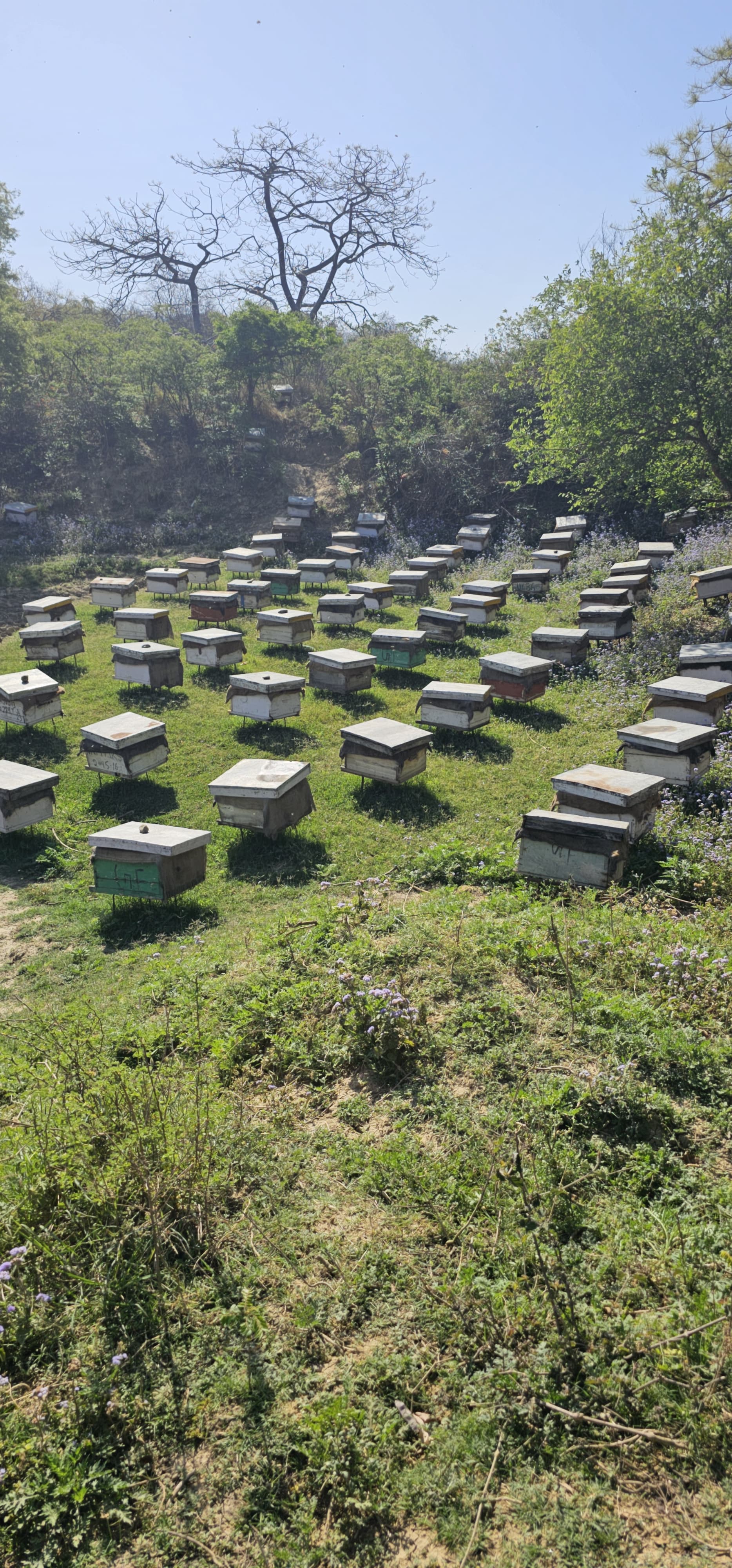 Active beehive management Rayan Bee Center