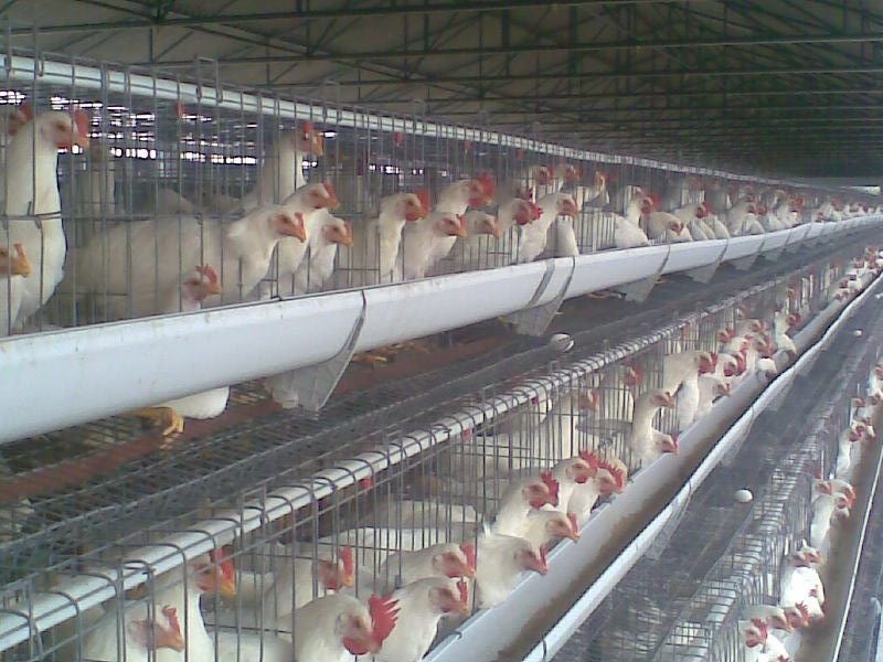 Bio-secure chick rearing house layout