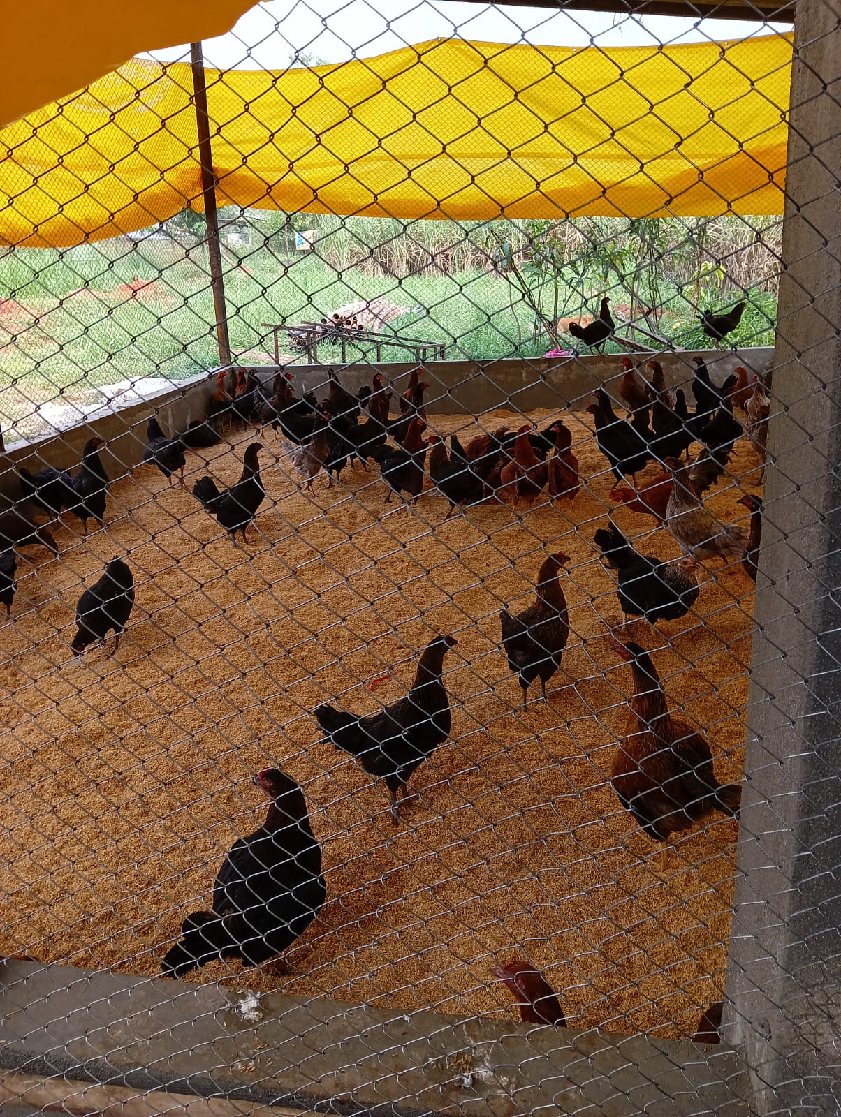 Automated poultry water supply lines