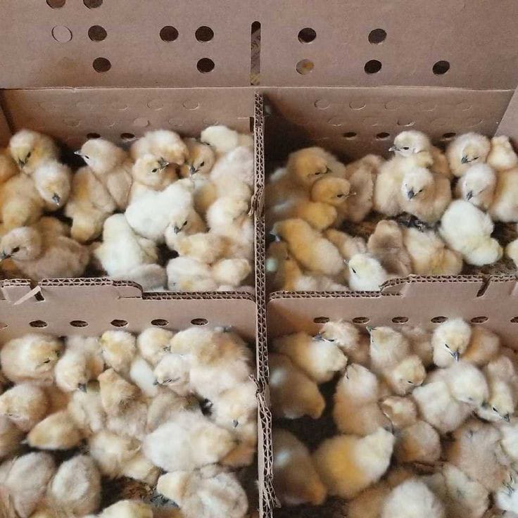 Poultry egg quality check inspection zone