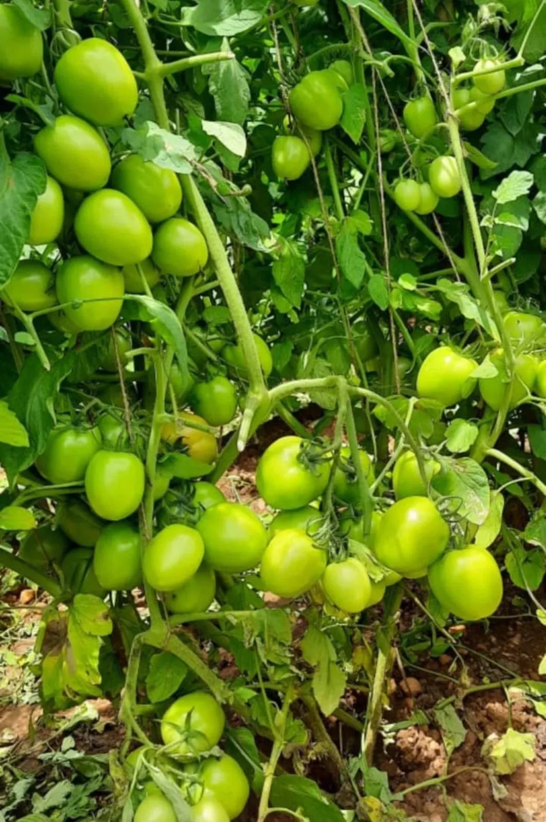 Sustainable regional contract farming crop fields securing direct raw material volume consistency